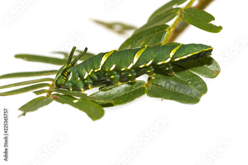 Caterpillar of common nawab butterfly ( Polyura athamas ) in 5th stage walking on host plant leaf photo