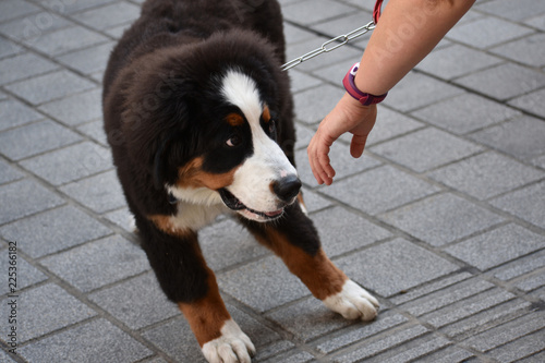 Puppy of Bernese Mountain Dog shy at being approached by a stranger 