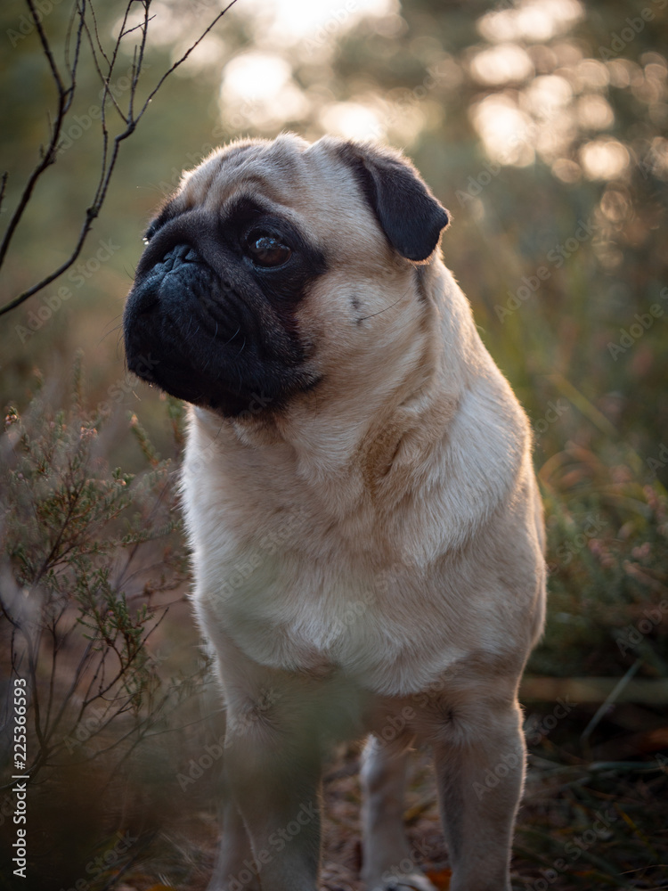 mops mops