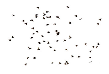 Wandcirkels Vogel Spreeuwenzwerm in vlucht op wit  © nataba