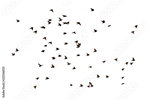 a flock of numerous black Starling birds flying in the distance on a white isolated background