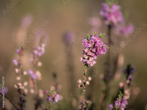 blume