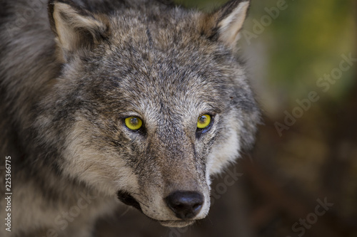 horizontal image with portrait and detail of a wolf.
