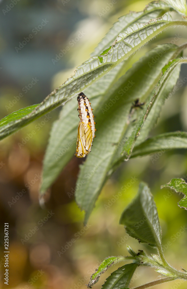 Pupa or chrysalis of yellow coster butterfly ( Acraea issoria ) resting on leaf
