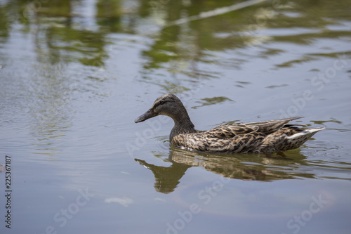 image of a duck swimming in the pond.