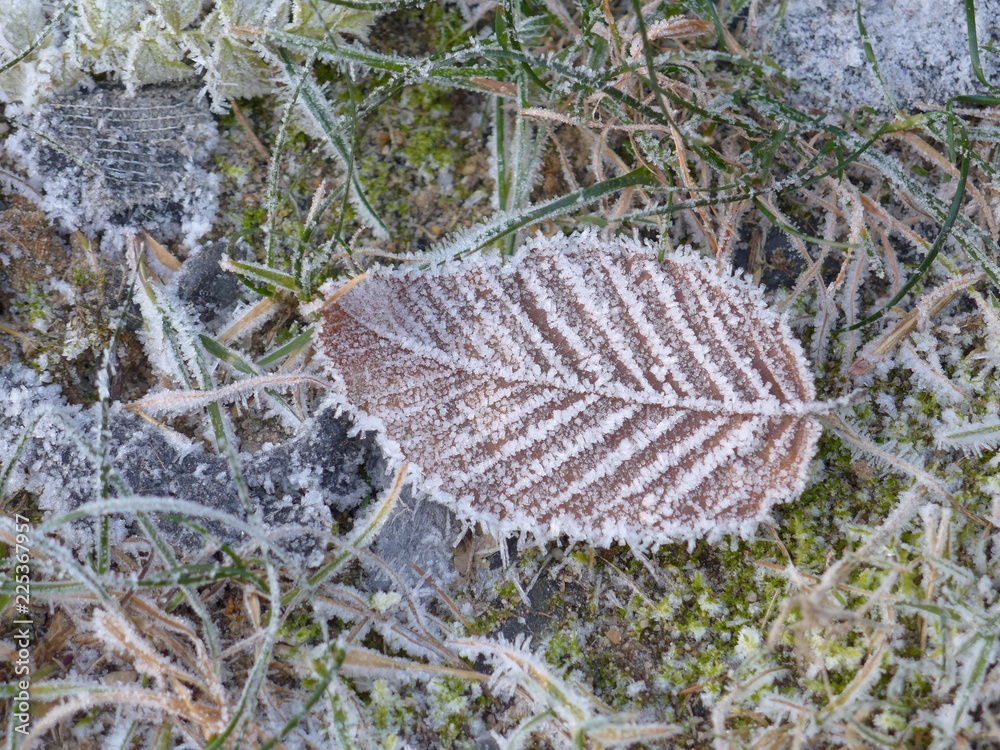 Obraz premium Von Frost überzogenes Buchenblatt
