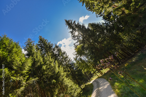 Waldweg im Fichtelgebirge Wald Freizeit Wandern