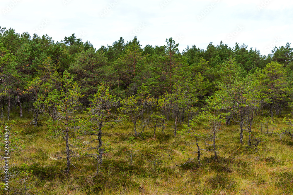 Viru bog (Viru raba) in the Lahemaa National Park in Estonia. Viru bog (Viru raba) in the Lahemaa National Park in Estonia.