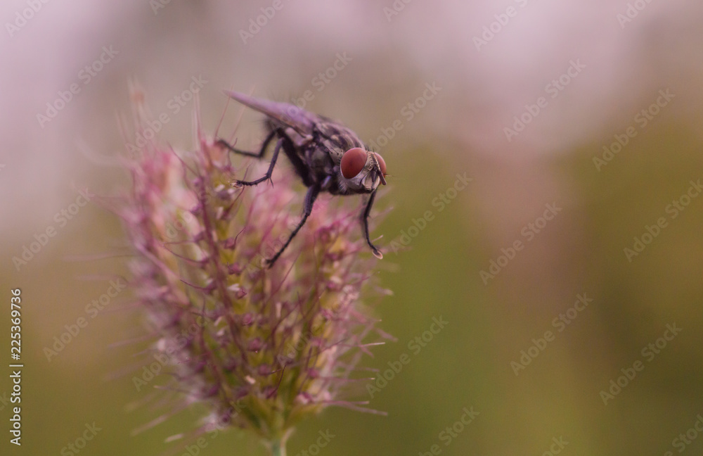 Fototapeta premium Fly