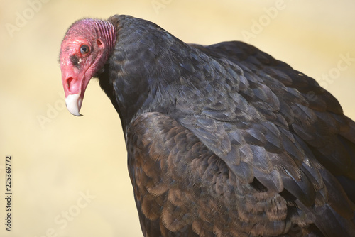 Closeup Turkey vulture (Cathartes aura) seen from behind