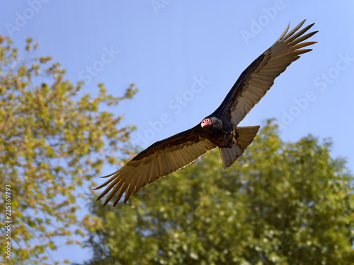 Turkey vulture (Cathartes aura) in flight seen from below