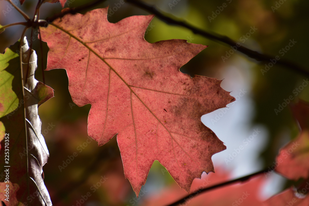 piękny jesienny czerwony liść - obrazy, fototapety, plakaty 