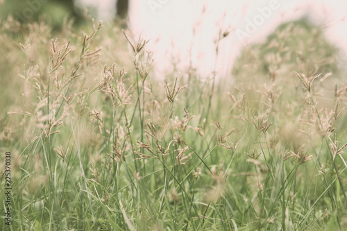 Close up brown grass flower background, vintage style.