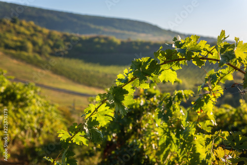 Sunny vineyard hill landscape in morning light  natural agricultural  background