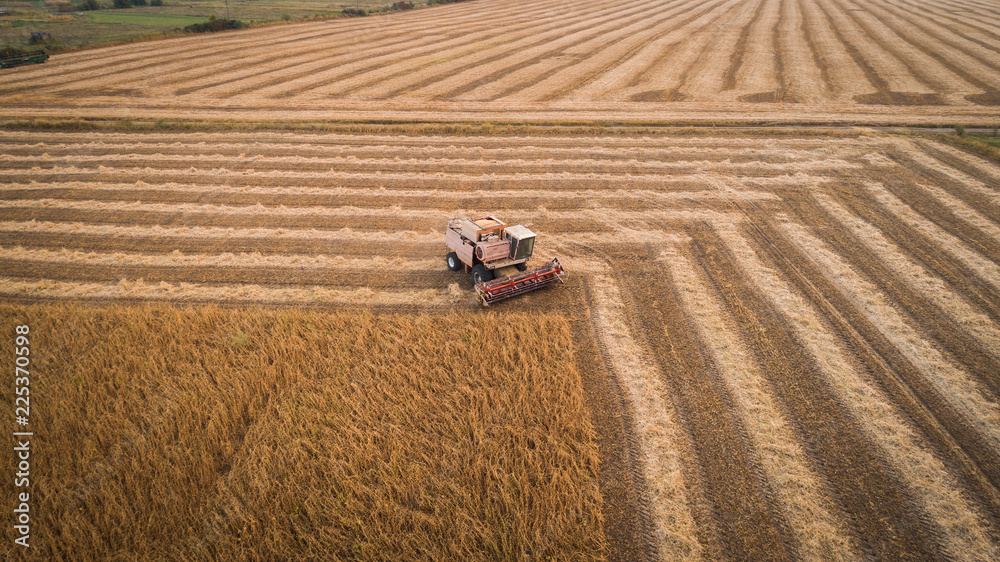 Harvester machine working in field . Combine harvester agriculture machine harvesting golden ripe soybean field. Agriculture. Aerial view. From above.