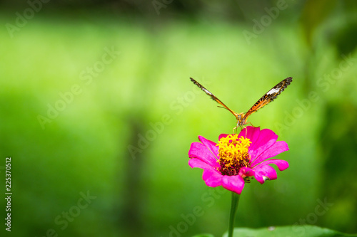 The butterfly eating nectar from the fresh pink flower in the garden. © bchancha