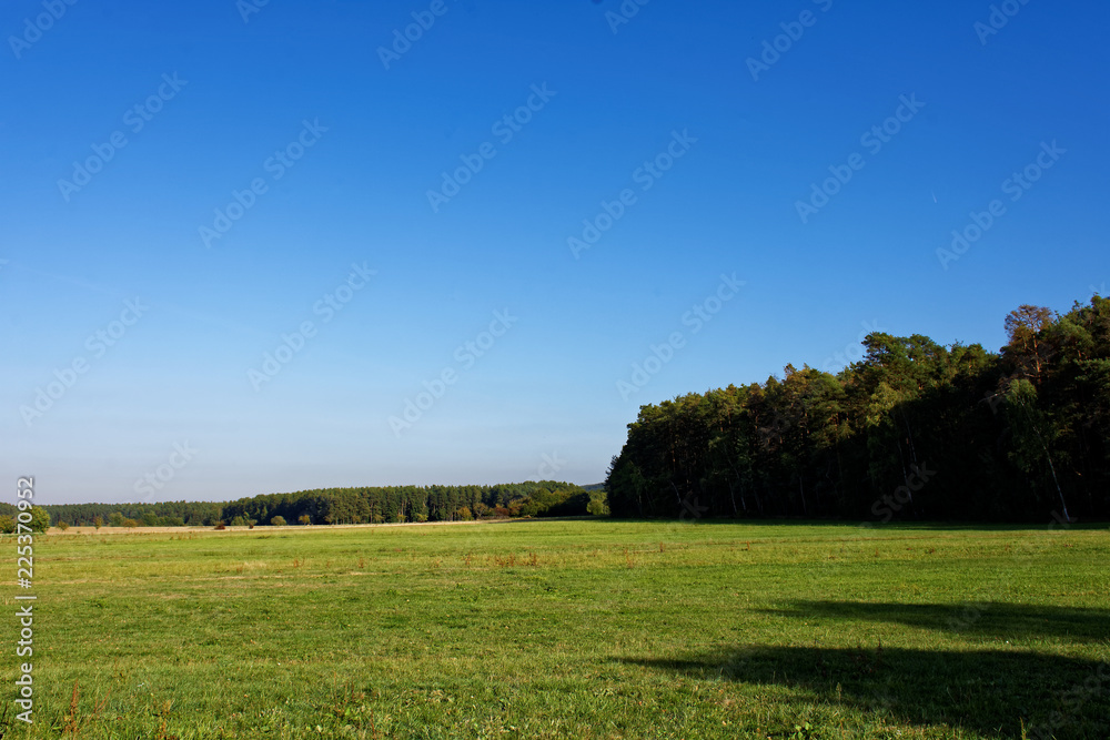 Fototapeta premium Sunny autumn forest