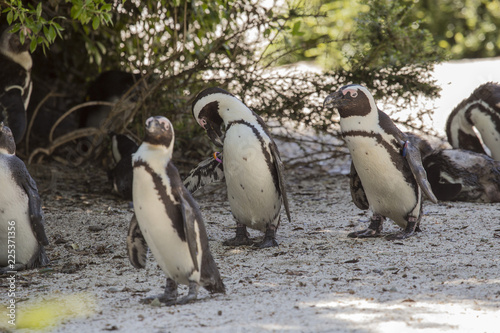 horizontal image of a group of madagascar penguins photographed out of the water in a biopark