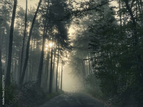 Sun rays coming through the branches in a autumn foggy day into the forest