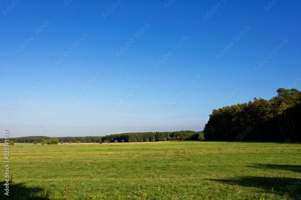 Sunny autumn forest