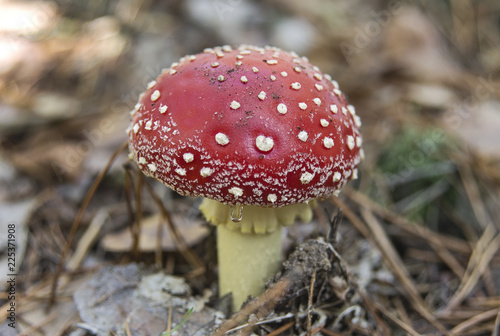 Red fly agaric mushroom with autumn leaves