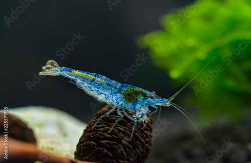 Blue aura shrimp photo