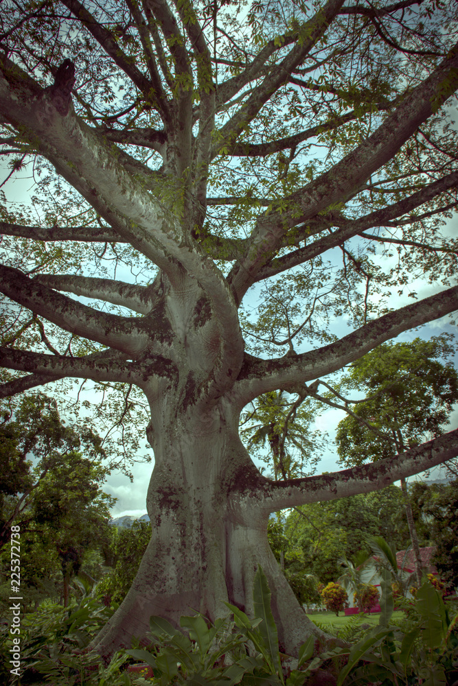 Naklejka premium Arbol