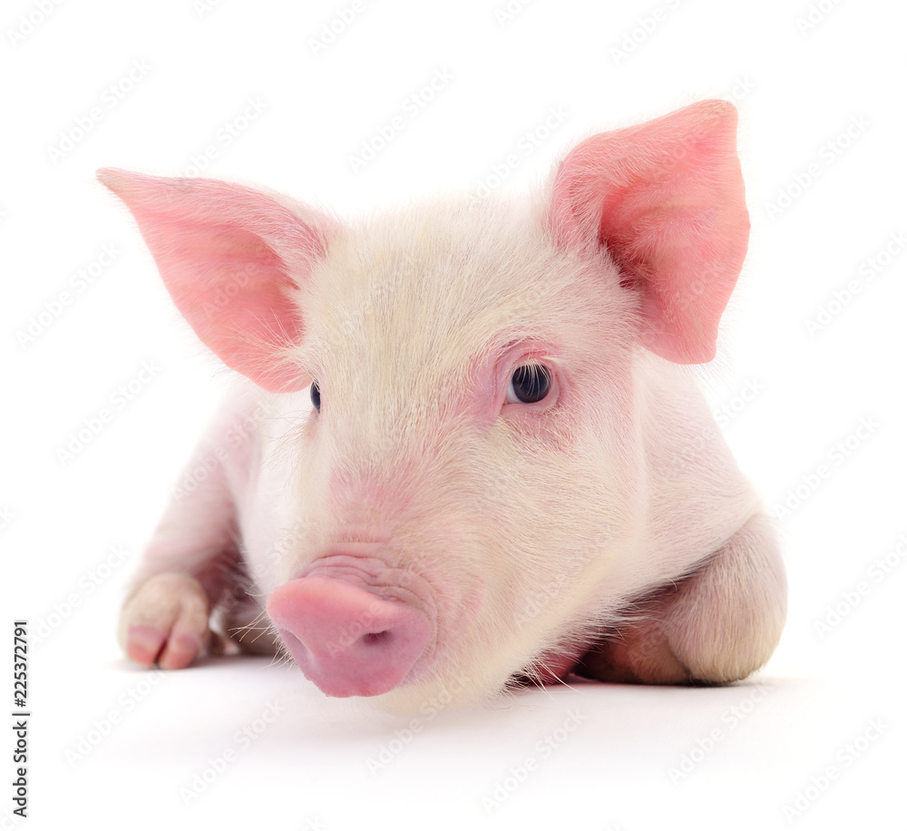 Pig on white