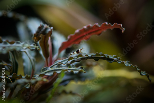 Pure black line shrimp baby on bucephalandra plant photo