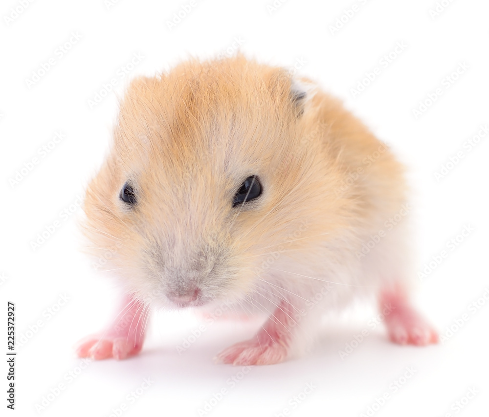 Small domestic hamster. Small domestic hamster.