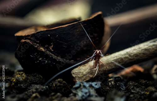 Sulawesi shrimp, caridina denerli photo