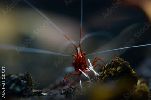 Sulawesi shrimp, caridina denerli photo