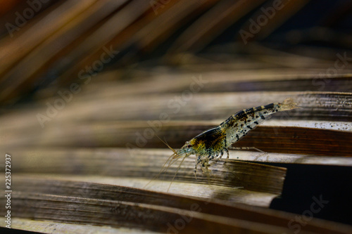 Blue taira shrimp, caridina hybrid photo