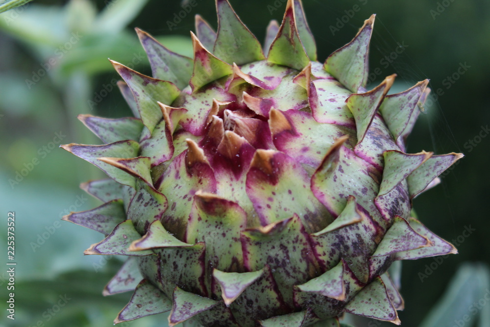 an artichoke before flowering an artichoke before flowering