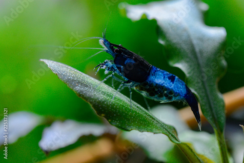 Blue neocaridina  photo