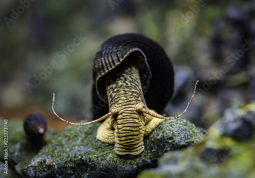 Tylomelania sp yellow  sulawesi snail