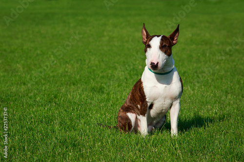 Dog breed Bull Terrier © deviddo