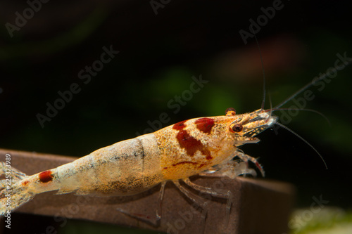 Red bee shrimp, caridina