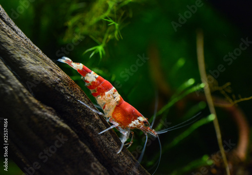 Red crystal bee shrimp, caridina