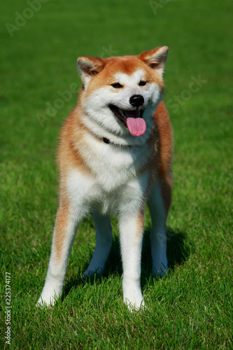 Dog breed Akita Inu