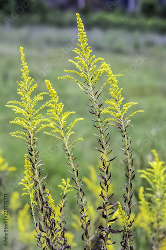 Louisiana goldenrod