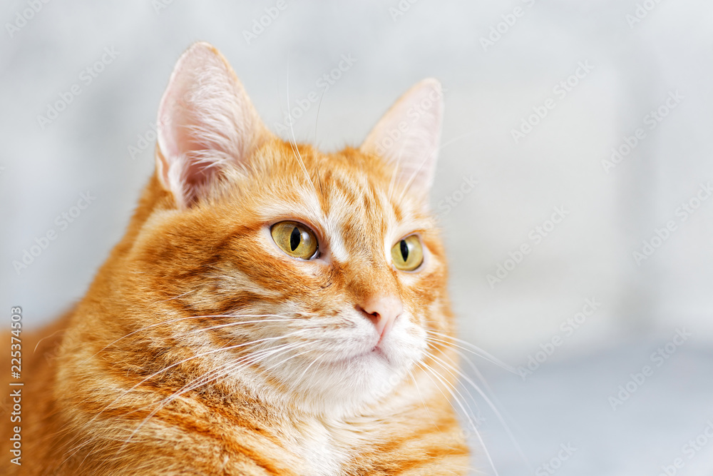 Closeup portrait of a red cat on a grey blurred background. Shallow focus.