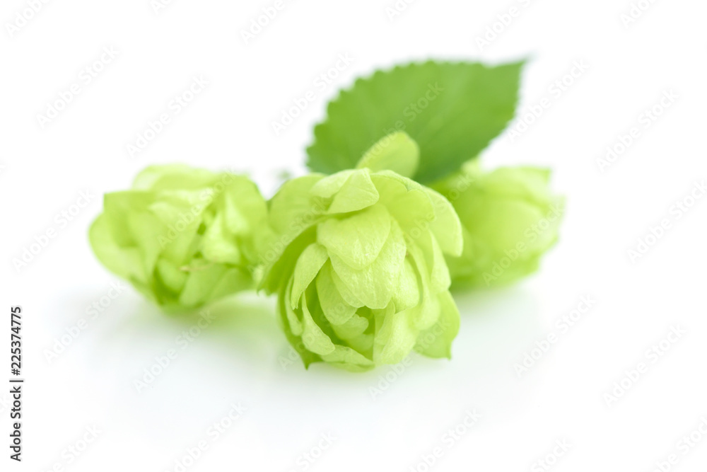 Hop cones (Humulus) isolated closeup on white background Hop cones (Humulus) isolated closeup on white background
