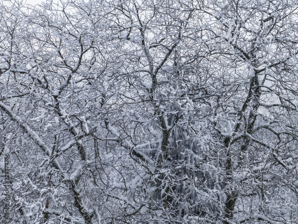 Winter nature landscape. Tree branches in snow. Nature winter background Winter nature landscape. Tree branches in snow. Nature winter background