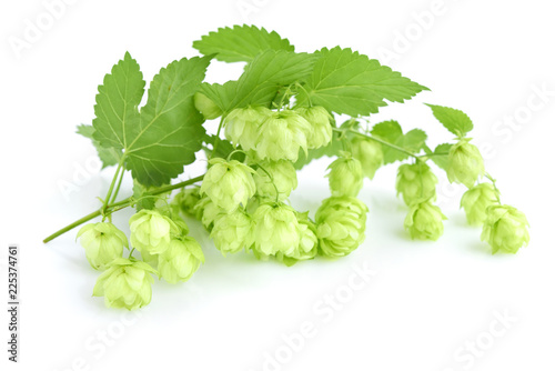 Fresh green hop branch (Humulus), isolated on white background