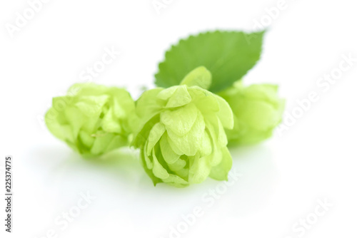 Hop cones (Humulus) isolated closeup on white background