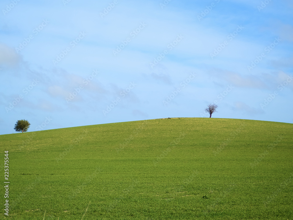 Two lonley trees in a beautiful green field during a sunny spring day Two lonley trees in a beautiful green field during a sunny spring day
