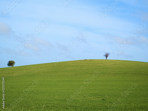 Two lonley trees in a beautiful green field during a sunny spring day