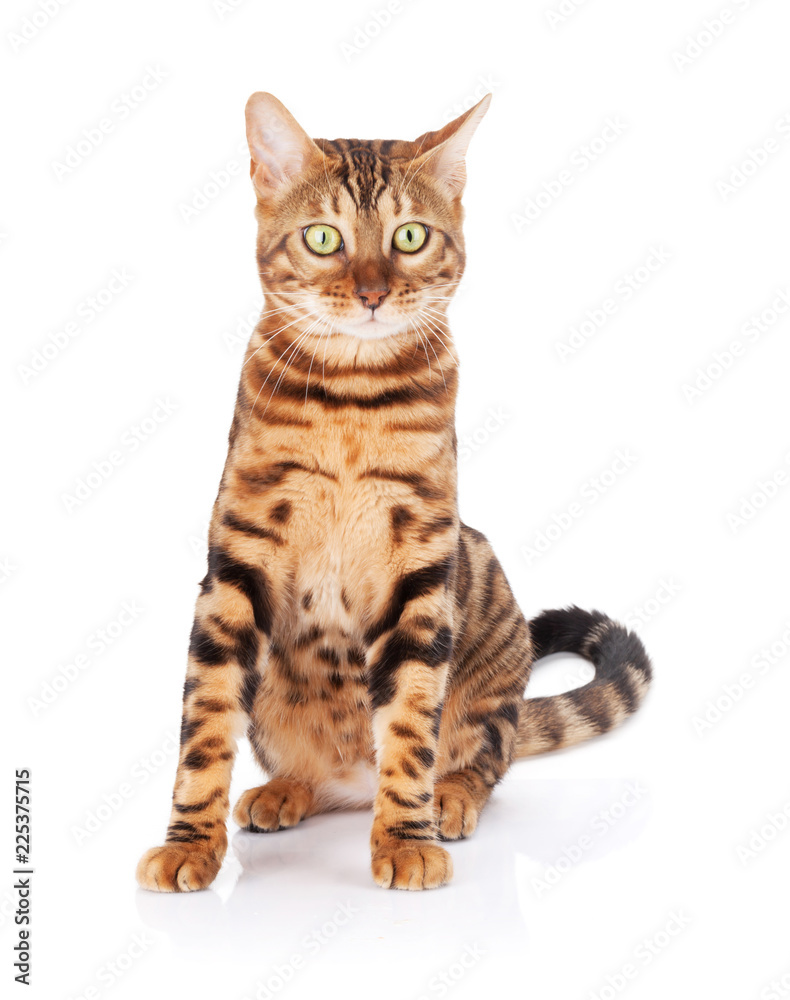 Fototapeta premium Kot bengalski