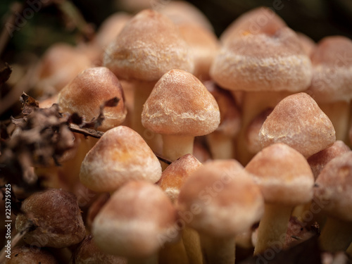 mushroom